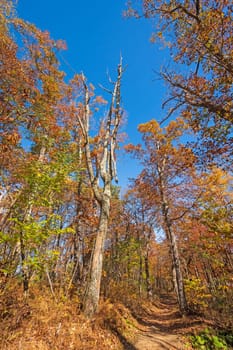 Autumn Colors on a Trail on a High Mountain Ridge in Shenandoah National Park in Virginia