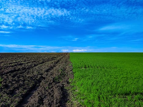 Green seedlings of winter crops on a plowed agricultural field. Blue sky with white clouds. Green shoots of winter crops. Plow the land. Farm land. Beautiful rural landscape. Agricultural business.