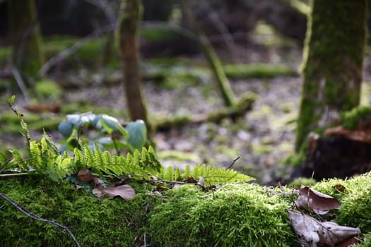 Grasses and moss in the morning sun on the forest