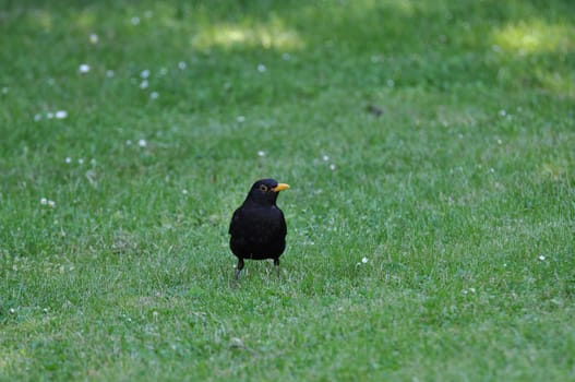Common blackbird, Turdus merula, on a lawn in Germany