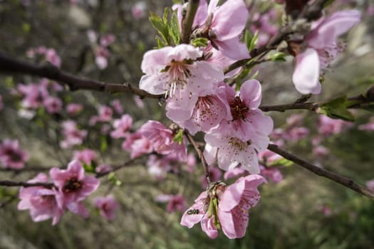 Detail of flowering tree in nature, field and harvest