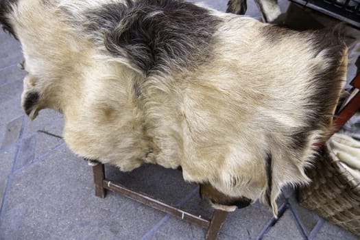 Detail of tanned animal skin for clothing, animal abuse and death