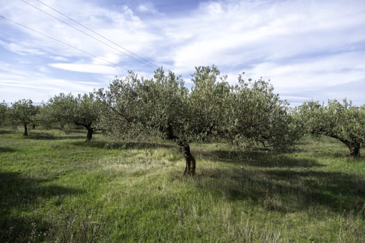 Detail of ecological olive tree in nature, oil industry