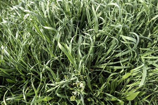Detail of green field in nature, care and protection of the environment