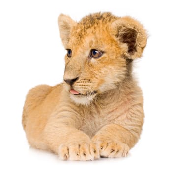 Lion Cub (3 months) in front of a white background.