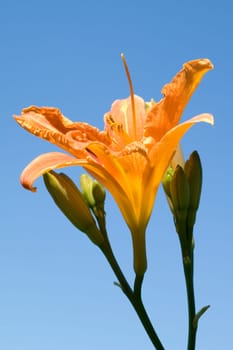 Daylily,Hemerocallis