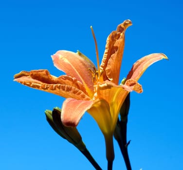 Daylily,Hemerocallis
