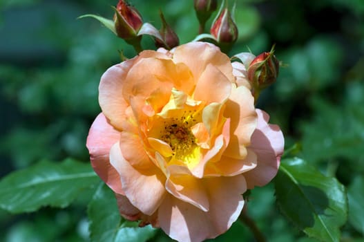 Westerland, Strauchrose, Gartenblume