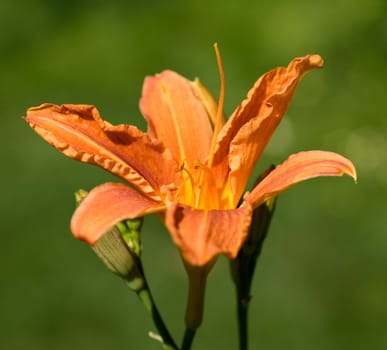 Daylily,Hemerocallis