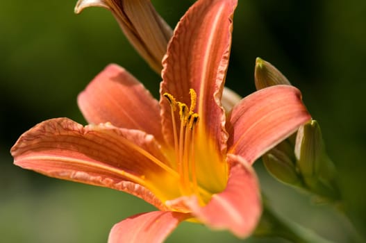 Daylily,Hemerocallis