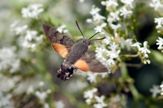 Taubenschwaenzchen  Macroglossum  stellatarum