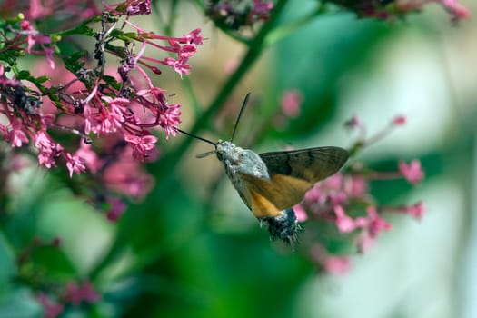 Taubenschwaenzchen  Macroglossum  stellatarum