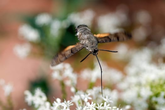 Taubenschwaenzchen  Macroglossum  stellatarum