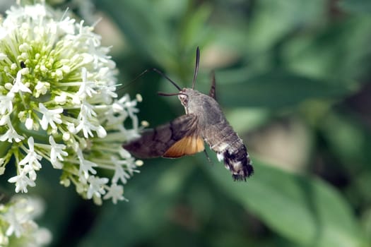 Taubenschwaenzchen  Macroglossum  stellatarum
