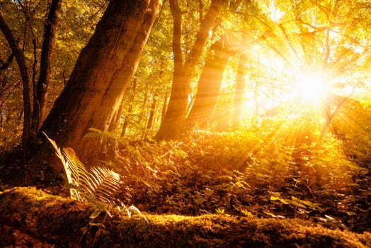 Warm sunrays illuminating a forest landscape with deciduous trees and gold foliage