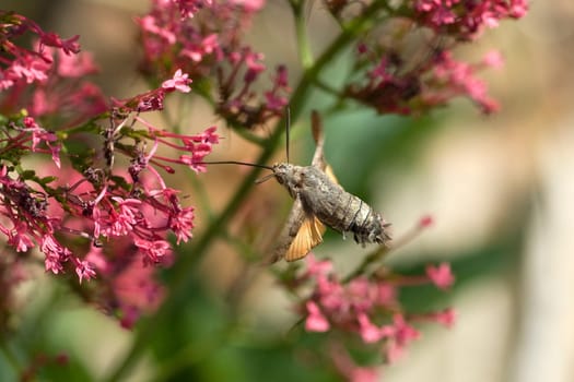 Taubenschwaenzchen  Macroglossum  stellatarum