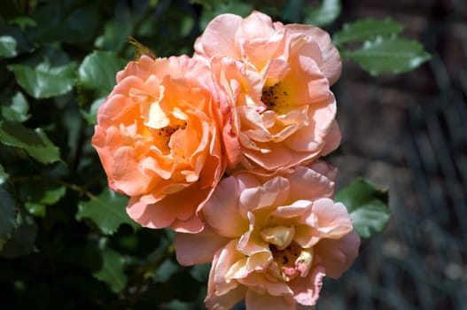 Westerland, Strauchrose, Gartenblume