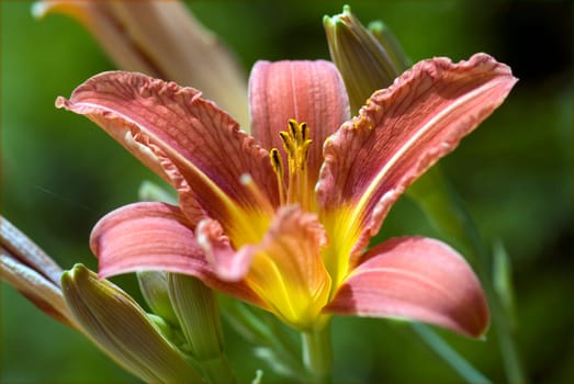 Daylily,Hemerocallis