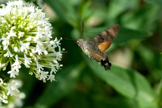 Taubenschwaenzchen  Macroglossum  stellatarum