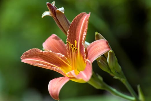 Daylily,Hemerocallis