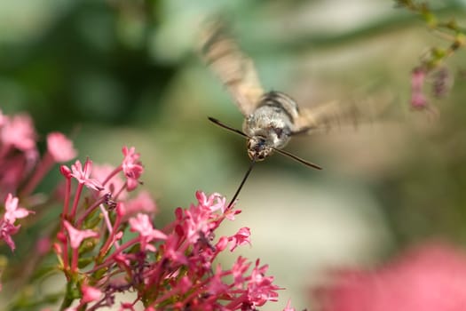 Taubenschwaenzchen  Macroglossum  stellatarum