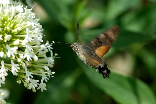 Taubenschwaenzchen  Macroglossum  stellatarum