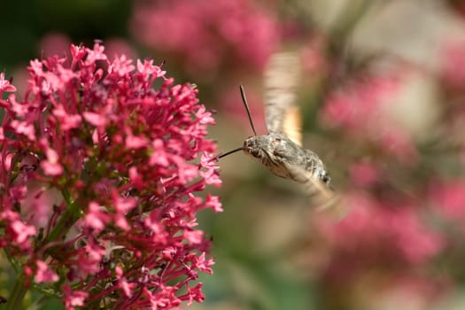 Taubenschwaenzchen  Macroglossum  stellatarum