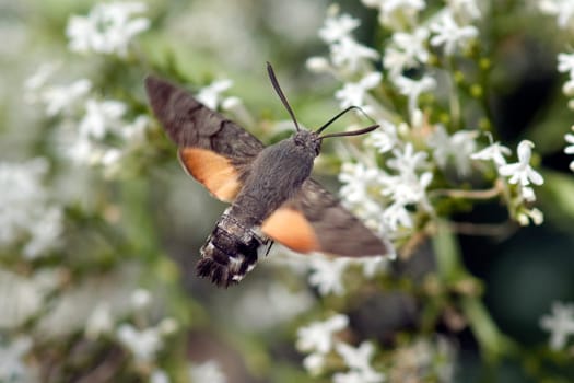 Taubenschwaenzchen  Macroglossum  stellatarum