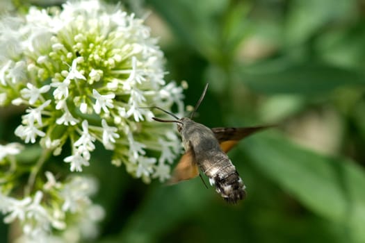 Taubenschwaenzchen  Macroglossum  stellatarum