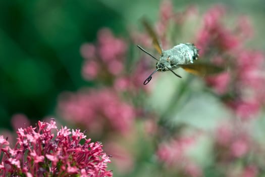 Taubenschwaenzchen  Macroglossum  stellatarum
