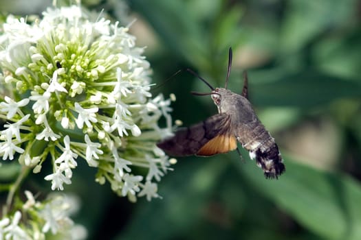 Taubenschwaenzchen  Macroglossum  stellatarum