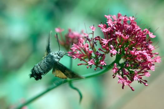 Taubenschwaenzchen  Macroglossum  stellatarum
