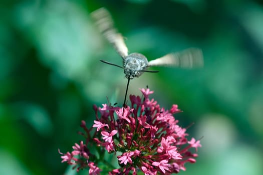 Taubenschwaenzchen  Macroglossum  stellatarum