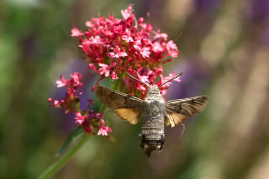 Taubenschwaenzchen  Macroglossum  stellatarum