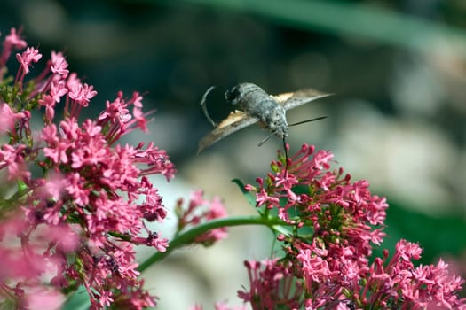 Taubenschwaenzchen  Macroglossum  stellatarum