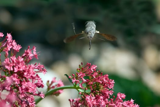 Taubenschwaenzchen  Macroglossum  stellatarum