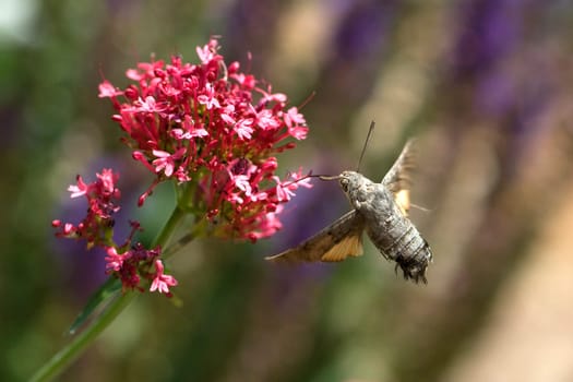 Taubenschwaenzchen  Macroglossum  stellatarum