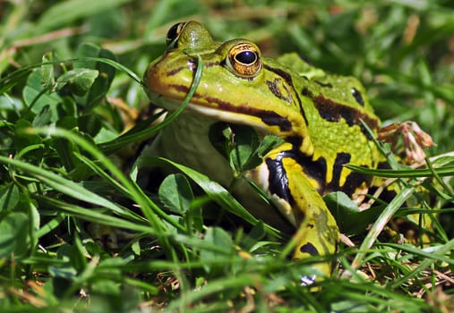 Frog