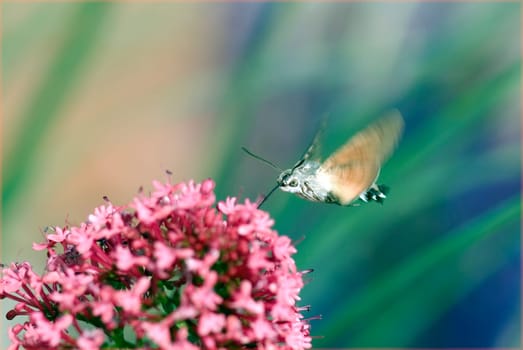 Taubenschwaenzchen  Macroglossum  stellatarum