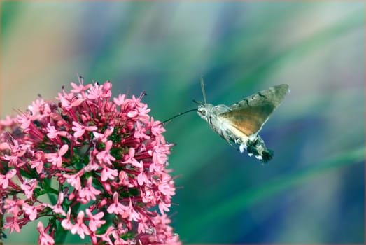 Taubenschwaenzchen  Macroglossum  stellatarum