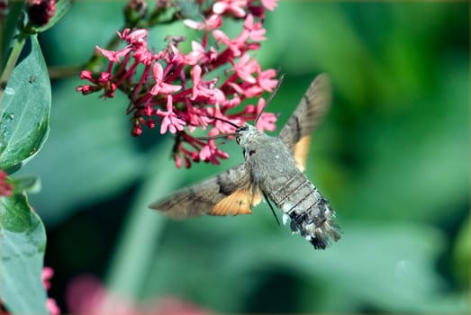Taubenschwaenzchen  Macroglossum  stellatarum