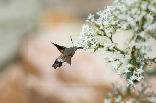 Taubenschwaenzchen  Macroglossum  stellatarum