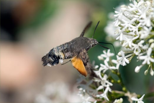 Taubenschwaenzchen  Macroglossum  stellatarum
