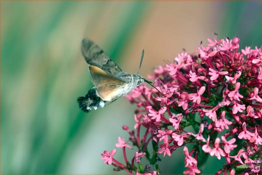 Taubenschwaenzchen  Macroglossum  stellatarum