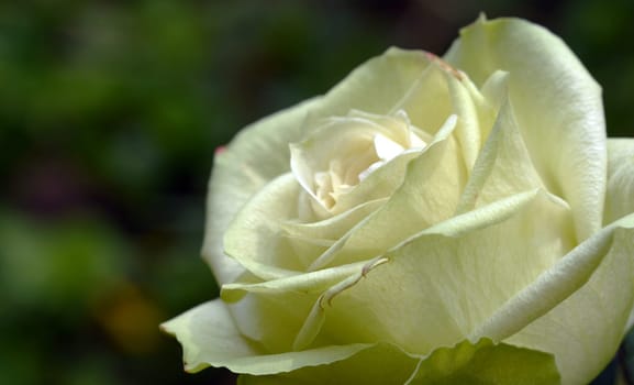 White Rose