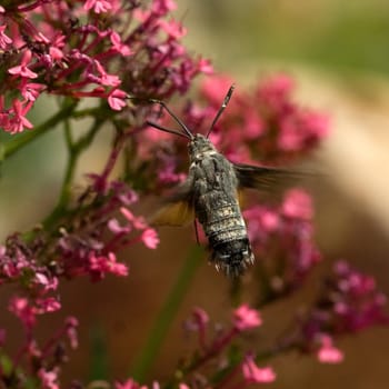 Taubenschwaenzchen  Macroglossum  stellatarum