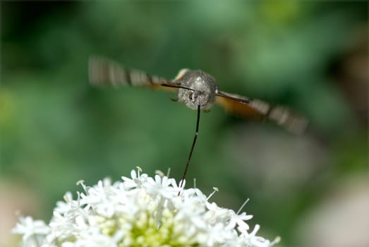 Taubenschwaenzchen  Macroglossum  stellatarum