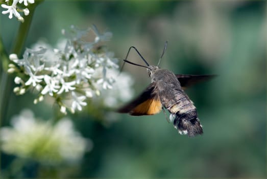 Taubenschwaenzchen  Macroglossum  stellatarum
