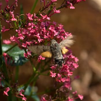 Taubenschwaenzchen  Macroglossum  stellatarum