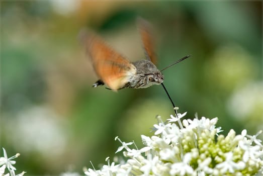 Taubenschwaenzchen  Macroglossum  stellatarum